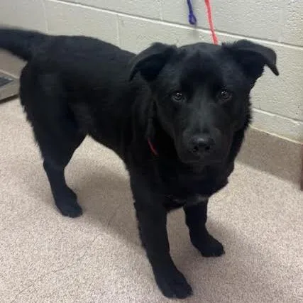 A young medium-sized female Black Labrador Retriever dog named Zoey for adoption in Ardmore, OK