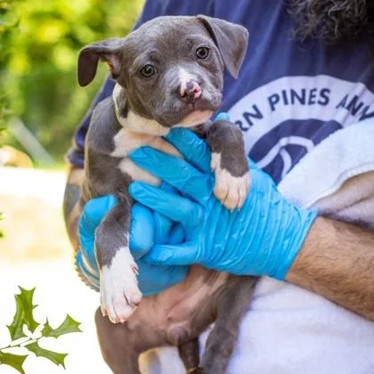 A baby medium-sized female Mixed Breed dog named Faye for adoption in West Chester, PA