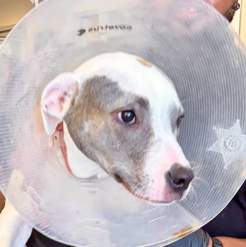 A baby medium-sized female Gray / Blue / Silver Terrier dog named Ashley for adoption in Cumberland, RI