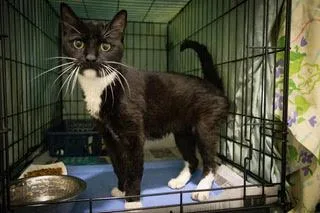 An adult medium-sized female Tuxedo cat named Tuxie for adoption in Greenville, DE