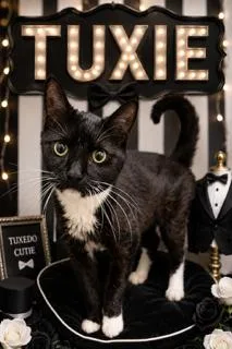Tuxie thumbnail 3