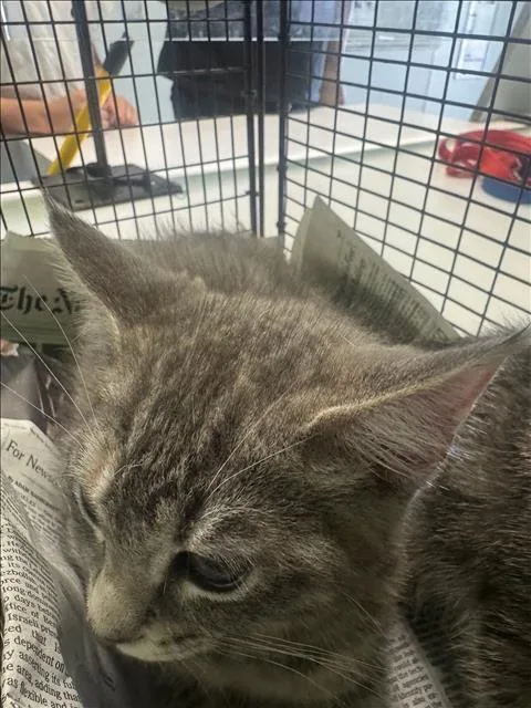 A baby large-sized female Domestic Short Hair cat named Star for adoption in Los Angeles, CA