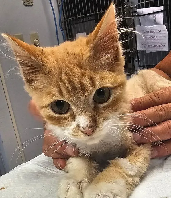 A young small-sized male Domestic Short Hair cat named Herbie for adoption in Salisbury, MD