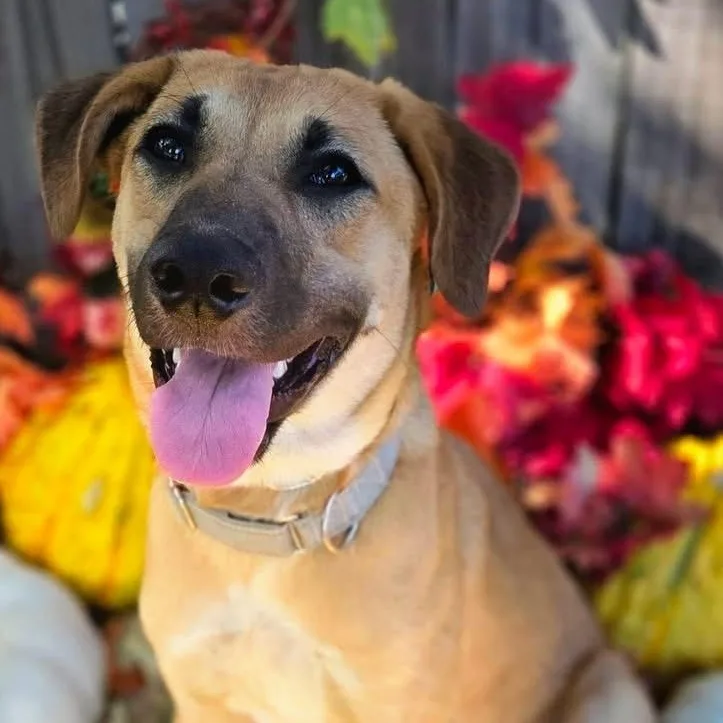 A young medium-sized female Shepherd dog named Sequoia for adoption in University Place, WA