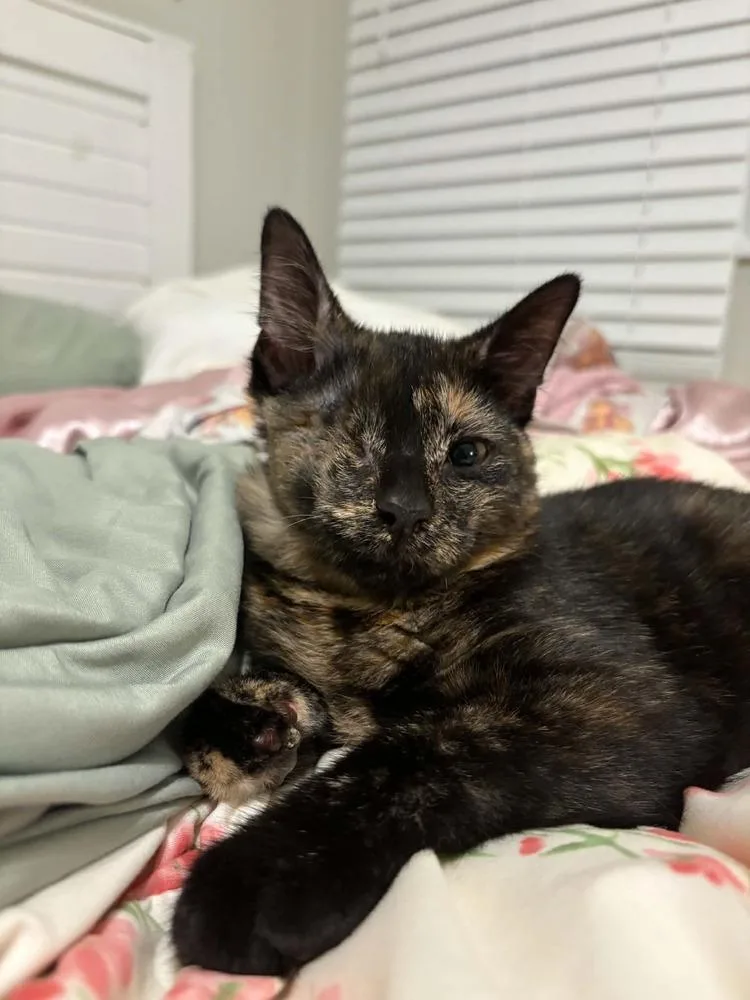 A baby small-sized female Black & White / Tuxedo Domestic Short Hair cat named Willow for adoption in Mishawaka, IN