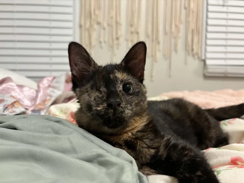 Willow thumbnail 2