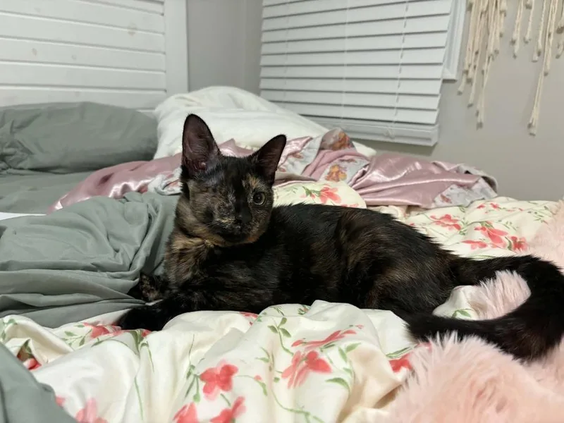 Willow thumbnail 3