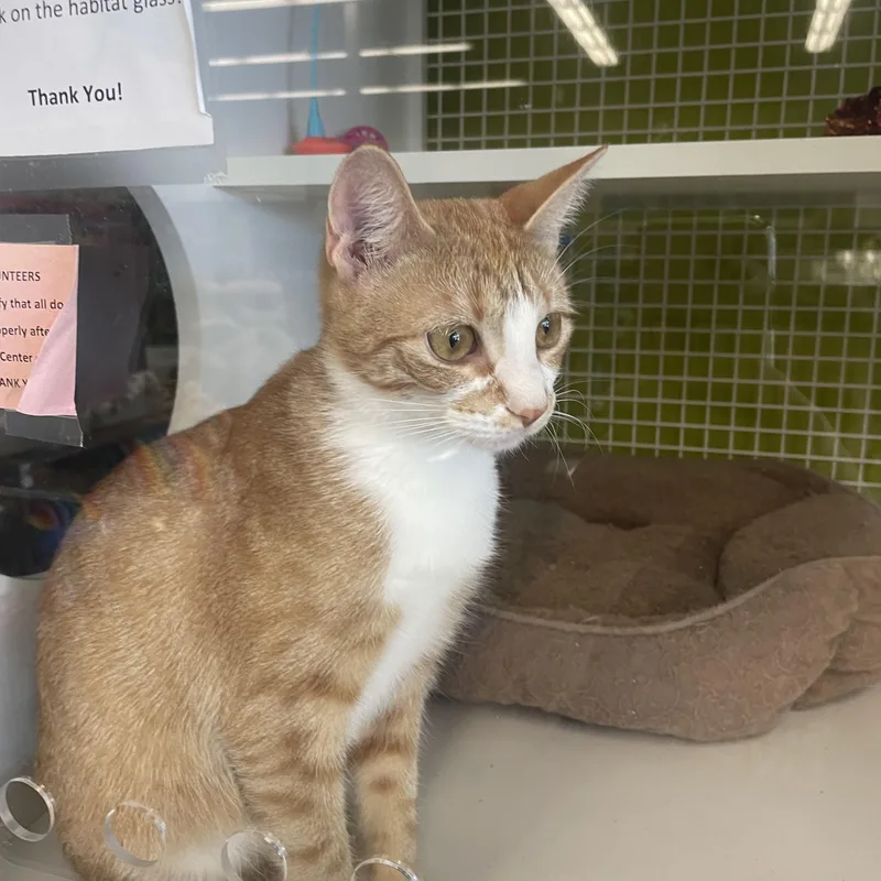 An adult medium-sized female Orange & White Domestic Short Hair cat named Mersalia for adoption in Richmond, VA