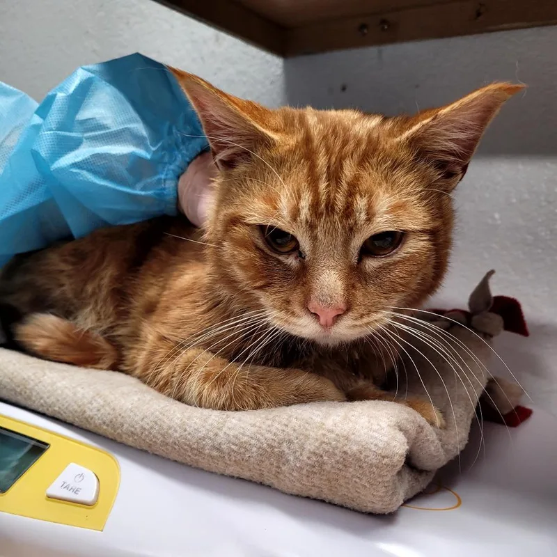 A young medium-sized male Domestic Short Hair cat named Gus for adoption in Allyn, WA