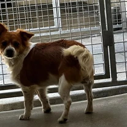 A young small-sized male Mixed Breed dog named Canelo for adoption in Los Angeles, CA