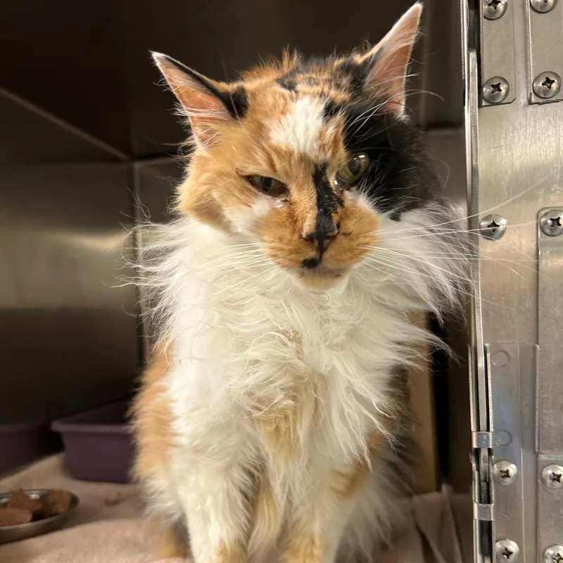 A senior medium-sized female Calico Domestic Long Hair cat named Merrin for adoption in Lindon, UT