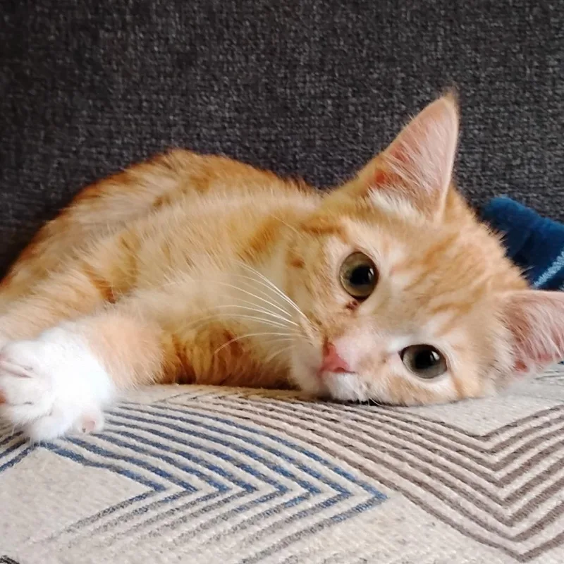 A baby small-sized female Orange / Red Domestic Short Hair cat named Pompom for adoption in Grantsville, UT