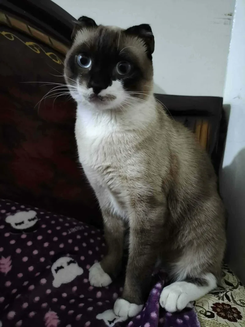 An adult large-sized male Seal Point Scottish Fold cat named Omda for adoption in Allentown, NJ