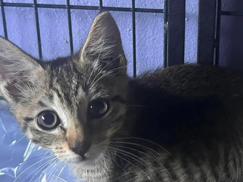 A baby small-sized male Tabby (Brown / Chocolate) Domestic Short Hair cat named Fuji for adoption in Virginia Beach, VA