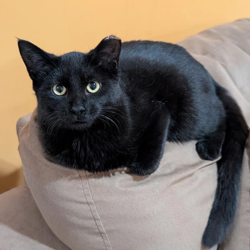 A baby small-sized male Black Domestic Short Hair cat named Ghost for adoption in Roselle, IL