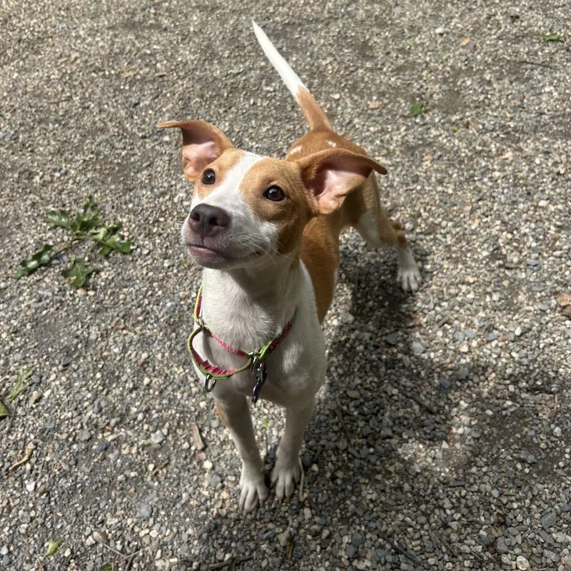 A young small-sized female Yellow / Tan / Blond / Fawn Mixed Breed dog named Bambi for adoption in Hopkinton, MA