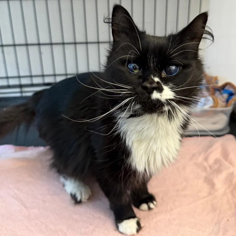 A young medium-sized female Black Ragdoll cat named Twyla for adoption in New York, NY