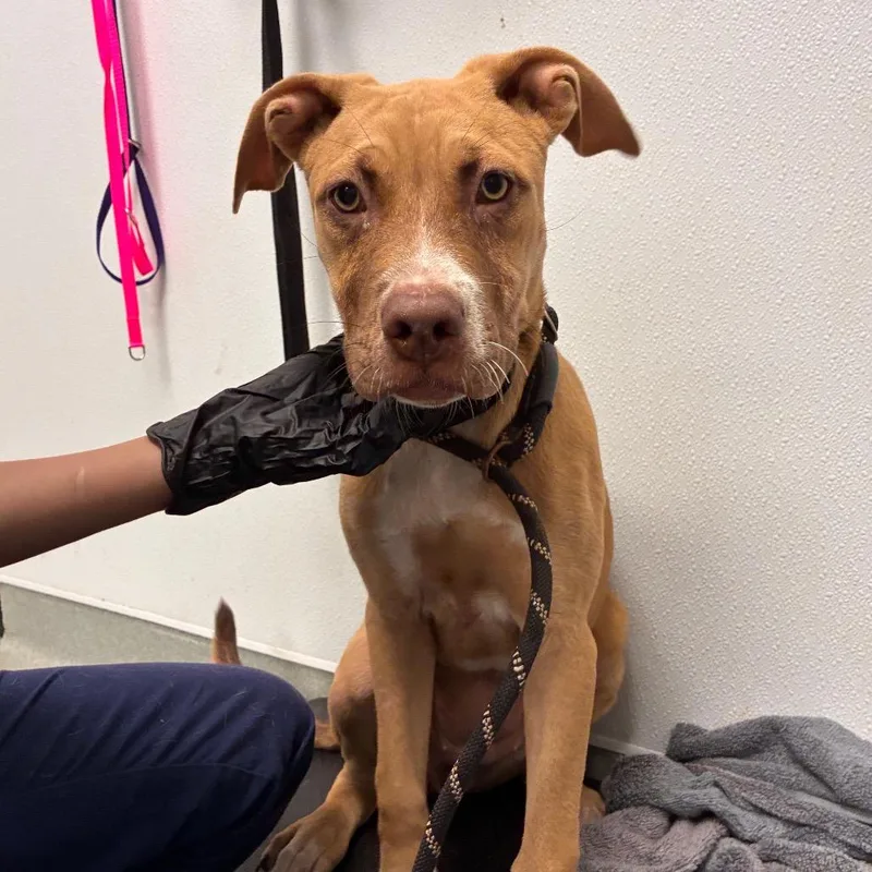 A baby medium-sized female Yellow / Tan / Blond / Fawn Terrier dog named Amber for adoption in Abilene, TX