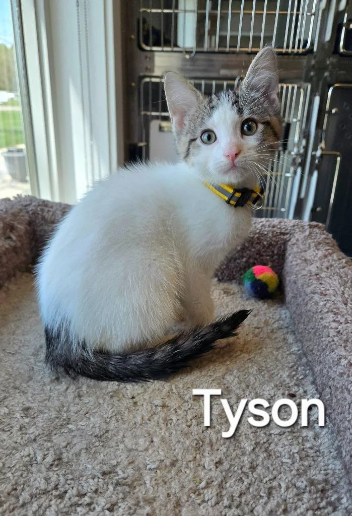 A baby small-sized male Domestic Short Hair cat named Tyson for adoption in Sidney, OH