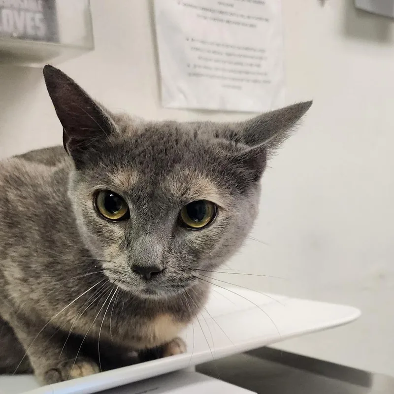 A young medium-sized female Tortoiseshell Domestic Short Hair cat named Penny for adoption in Charleston, WV