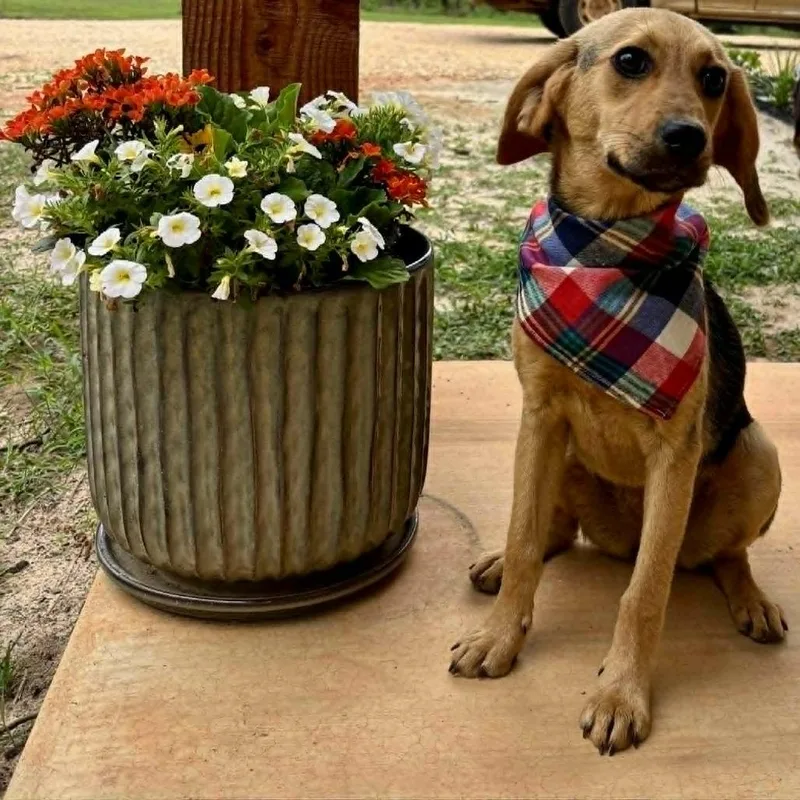 Dixie