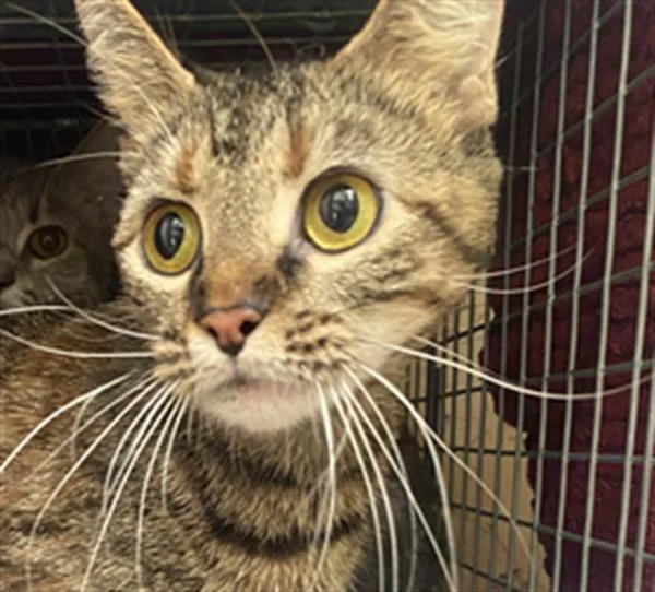 A young small-sized female Domestic Short Hair cat named Orisa for adoption in Indianapolis, IN