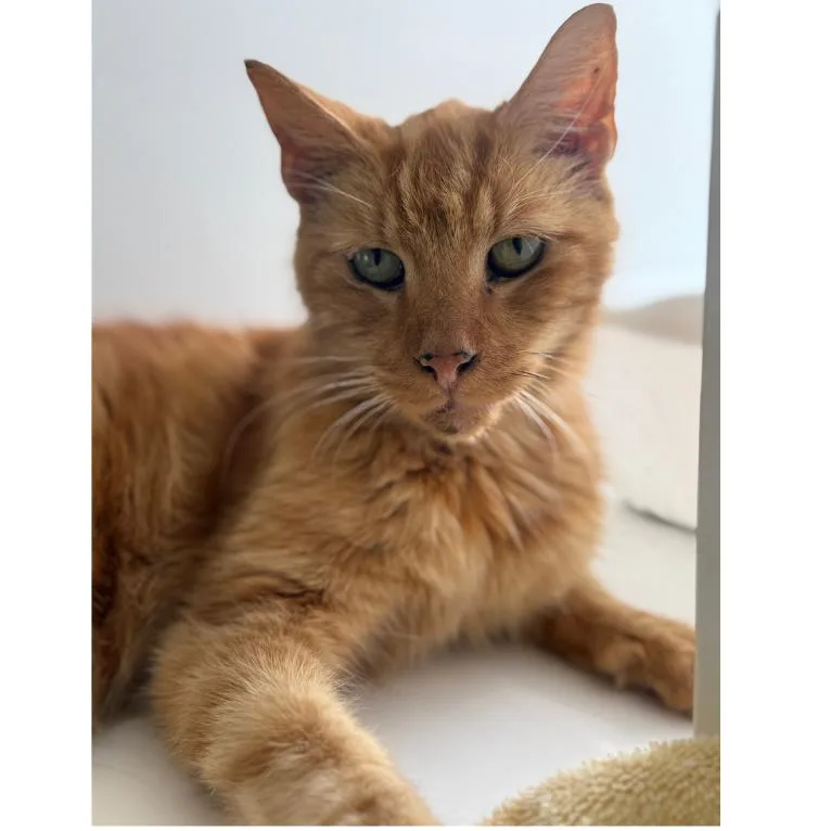 A senior medium-sized male Orange / Red Domestic Short Hair cat named Leo for adoption in Ridgely, MD