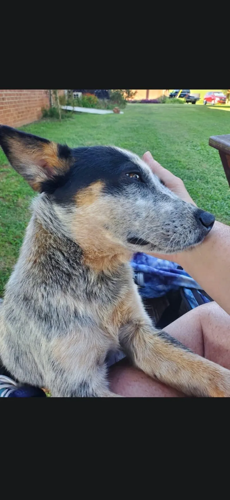 A young medium-sized male Australian Cattle Dog / Blue Heeler dog named Zeeke for adoption in Westwood, NJ