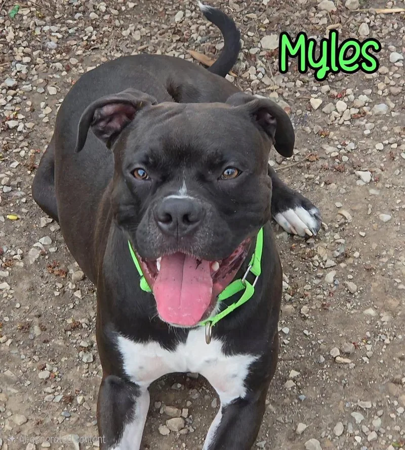 A young medium-sized male Boxer dog named Myles for adoption in Port Clinton, OH
