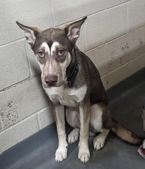 An adult large-sized male Husky dog named C Elijah for adoption in Dallas, GA