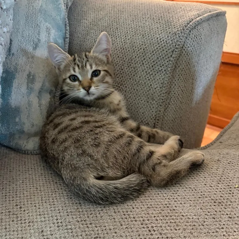 A baby small-sized female Brown / Chocolate Domestic Short Hair cat named Olivia for adoption in Gainesville, FL