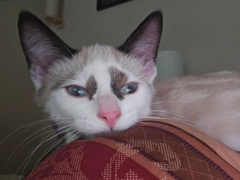 A baby medium-sized male Siamese cat named Mort for adoption in Utica, MI