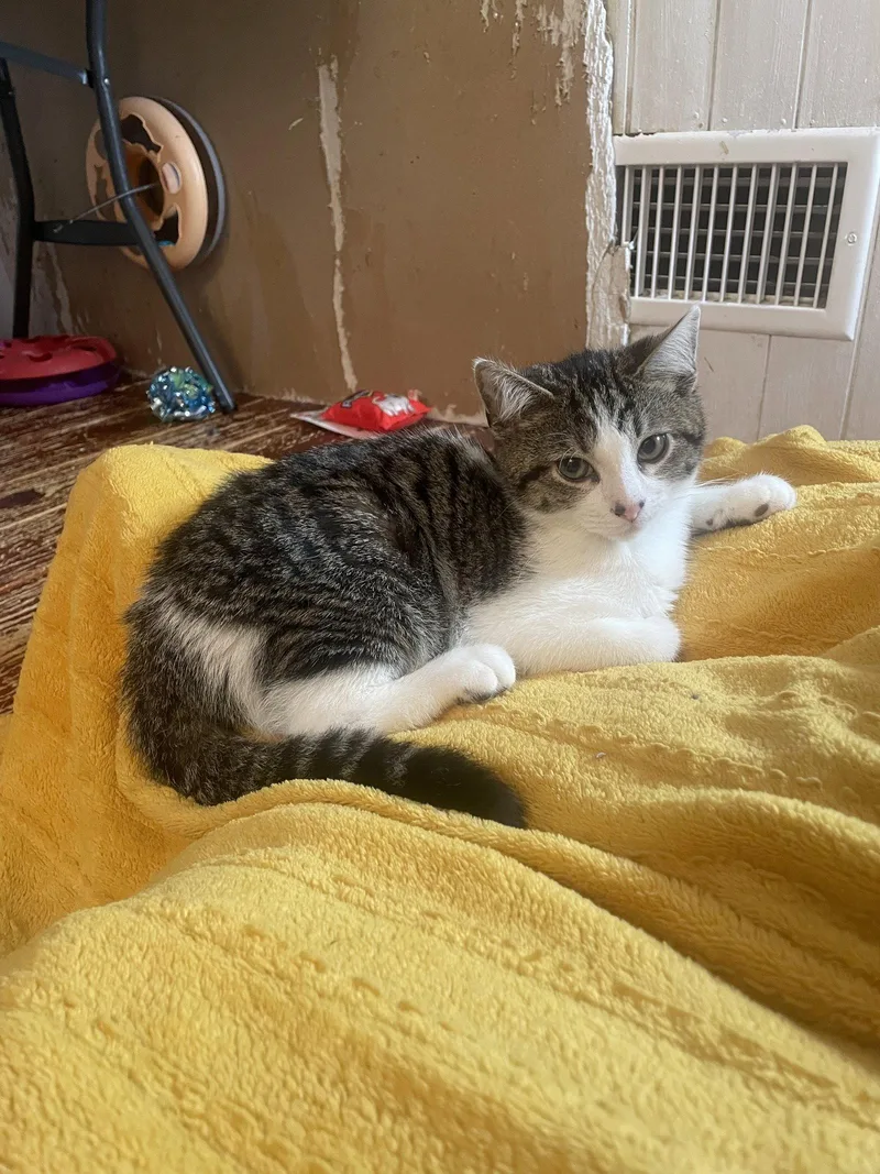 A baby medium-sized male Domestic Short Hair cat named Denzil for adoption in Trenton, NJ