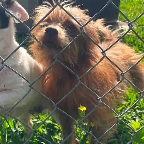 An adult small-sized female Red / Chestnut / Orange Yorkshire Terrier dog named Gracie for adoption in Crosby, TX