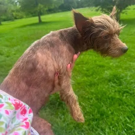 Gracie thumbnail 3