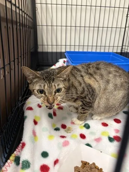 A young medium-sized female Domestic Short Hair cat named Babylon for adoption in Stratham, NH