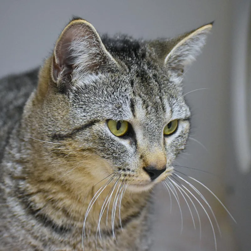 An adult medium-sized male Brown / Chocolate Domestic Short Hair cat named Rodney for adoption in Mebane, NC