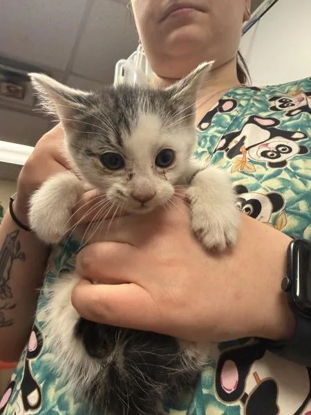 A baby small-sized male Domestic Short Hair cat named Ruellia for adoption in Salisbury, MD