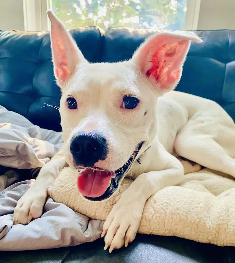 Betty White thumbnail 2