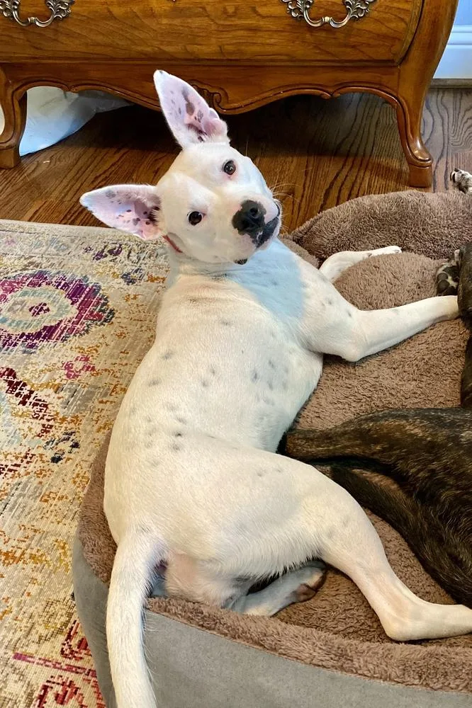 Betty White thumbnail 3