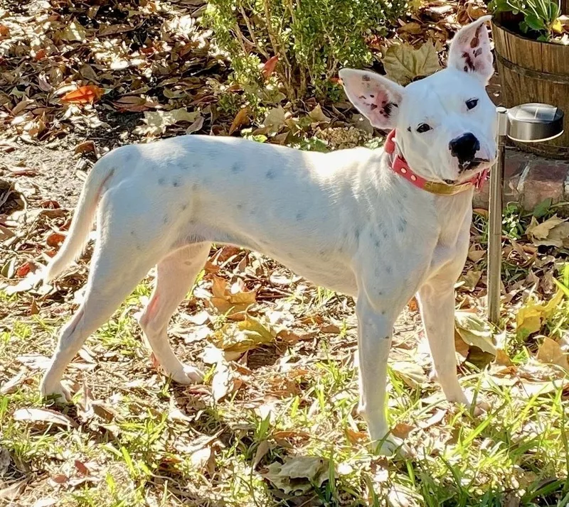 A young medium-sized female White / Cream Mixed Breed dog named Betty White for adoption in Sealy, TX