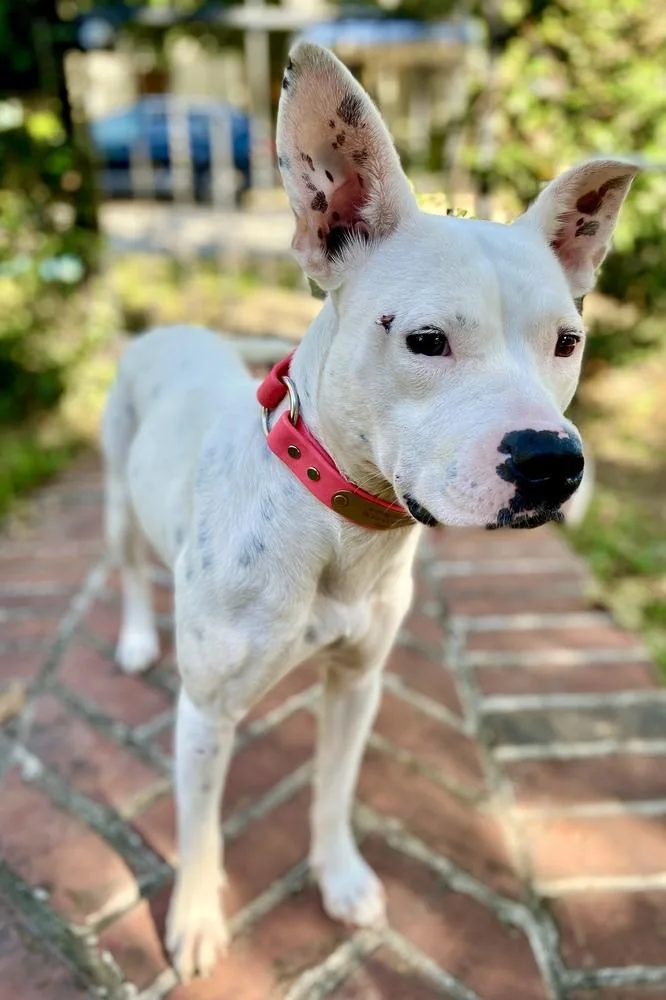 Betty White thumbnail 6