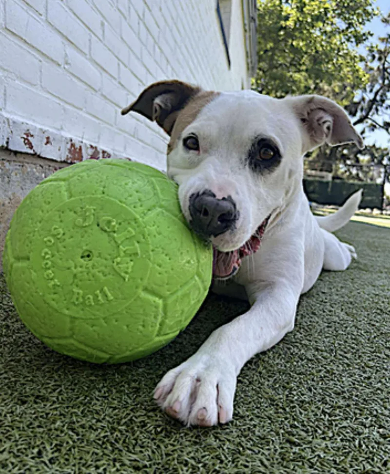 An adult medium-sized female White / Cream Mixed Breed dog named Bryce for adoption in Amherst, MA