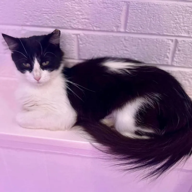 An adult small-sized female White Domestic Long Hair cat named Layla for adoption in Forest Park, IL