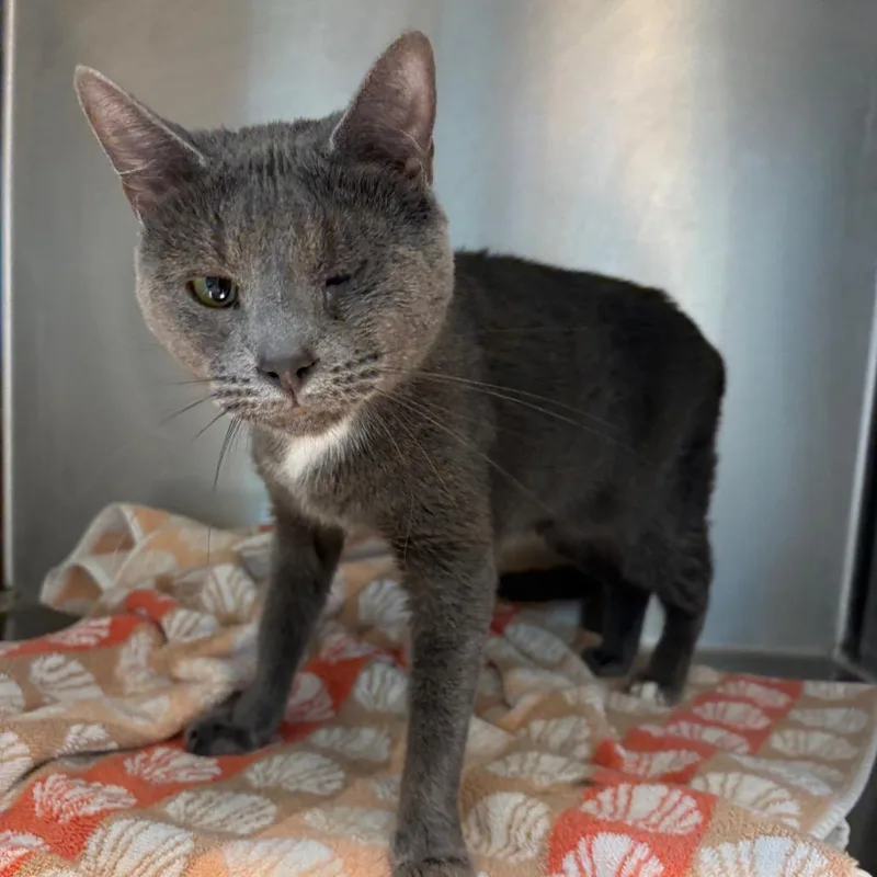 A young medium-sized female Gray / Blue / Silver Domestic Short Hair cat named Margo for adoption in Englewood, FL