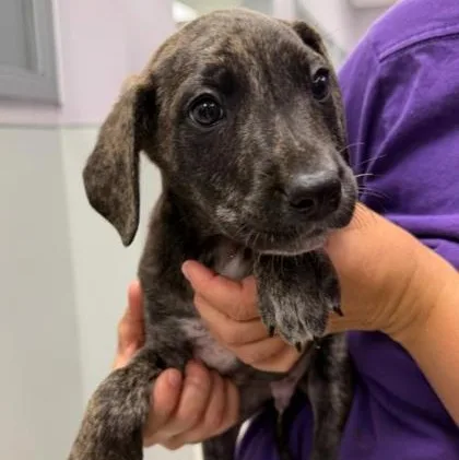 A baby medium-sized male Brindle Mixed Breed dog named Ken for adoption in Cooperstown, NY