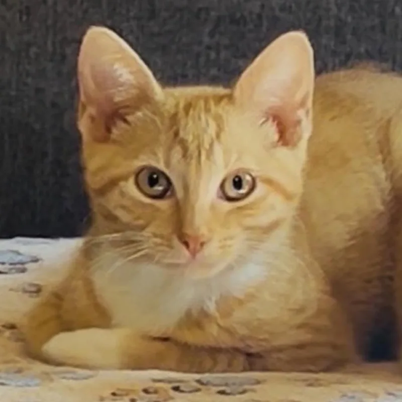 A young medium-sized female Orange & White Domestic Short Hair cat named GinGin for adoption in Nantucket, MA