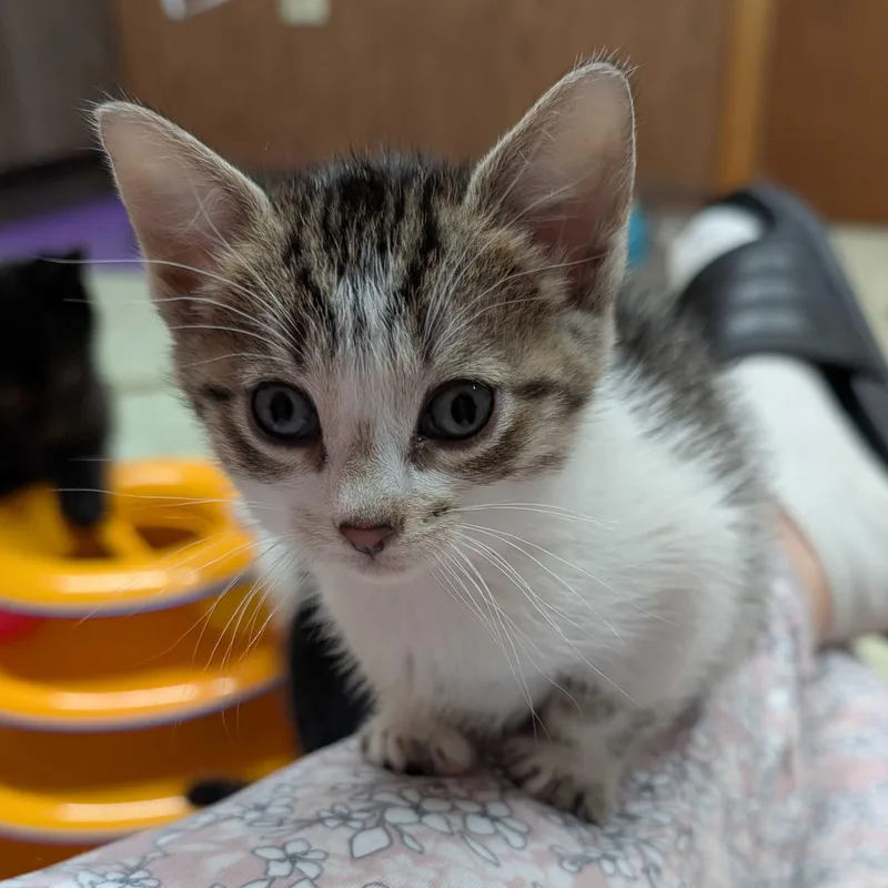 Veruca