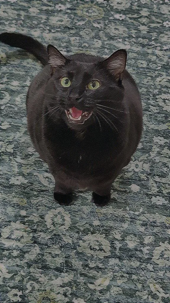 An adult medium-sized female Black Domestic Short Hair cat named Haze for adoption in Battle Ground, WA
