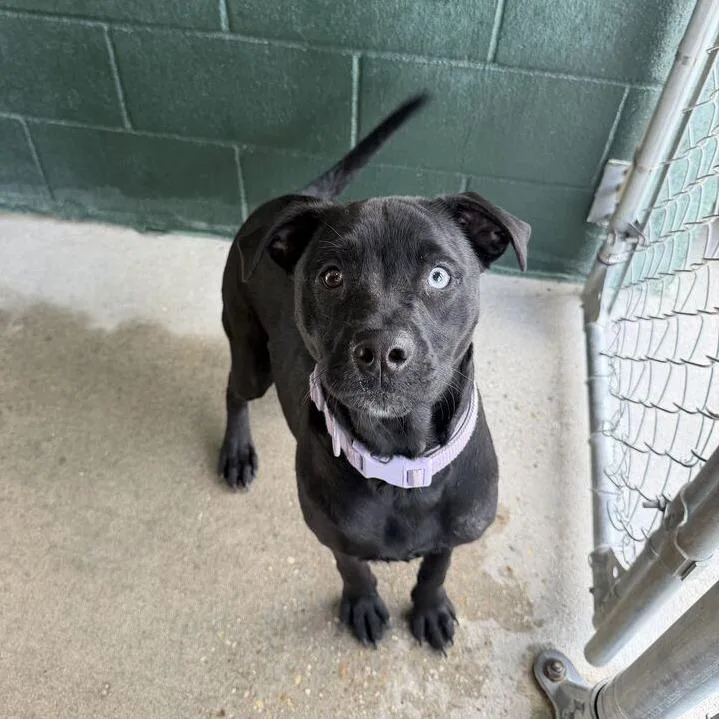 An adult medium-sized female Black Terrier dog named Nanny for adoption in Carencro, LA